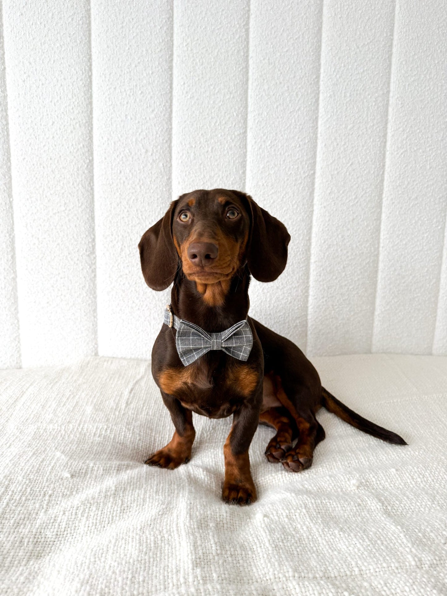 Chequered Collar