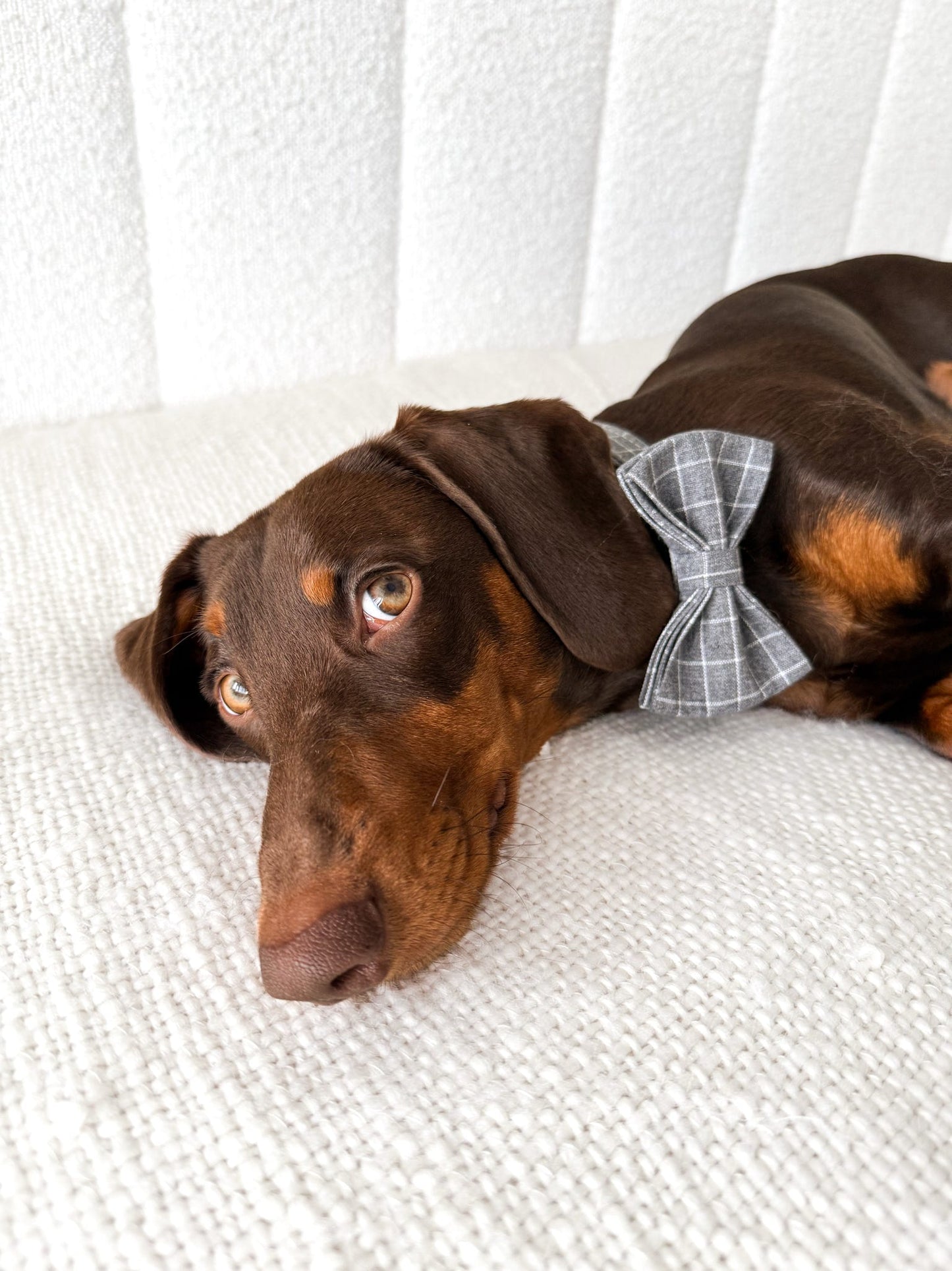 Chequered Collar