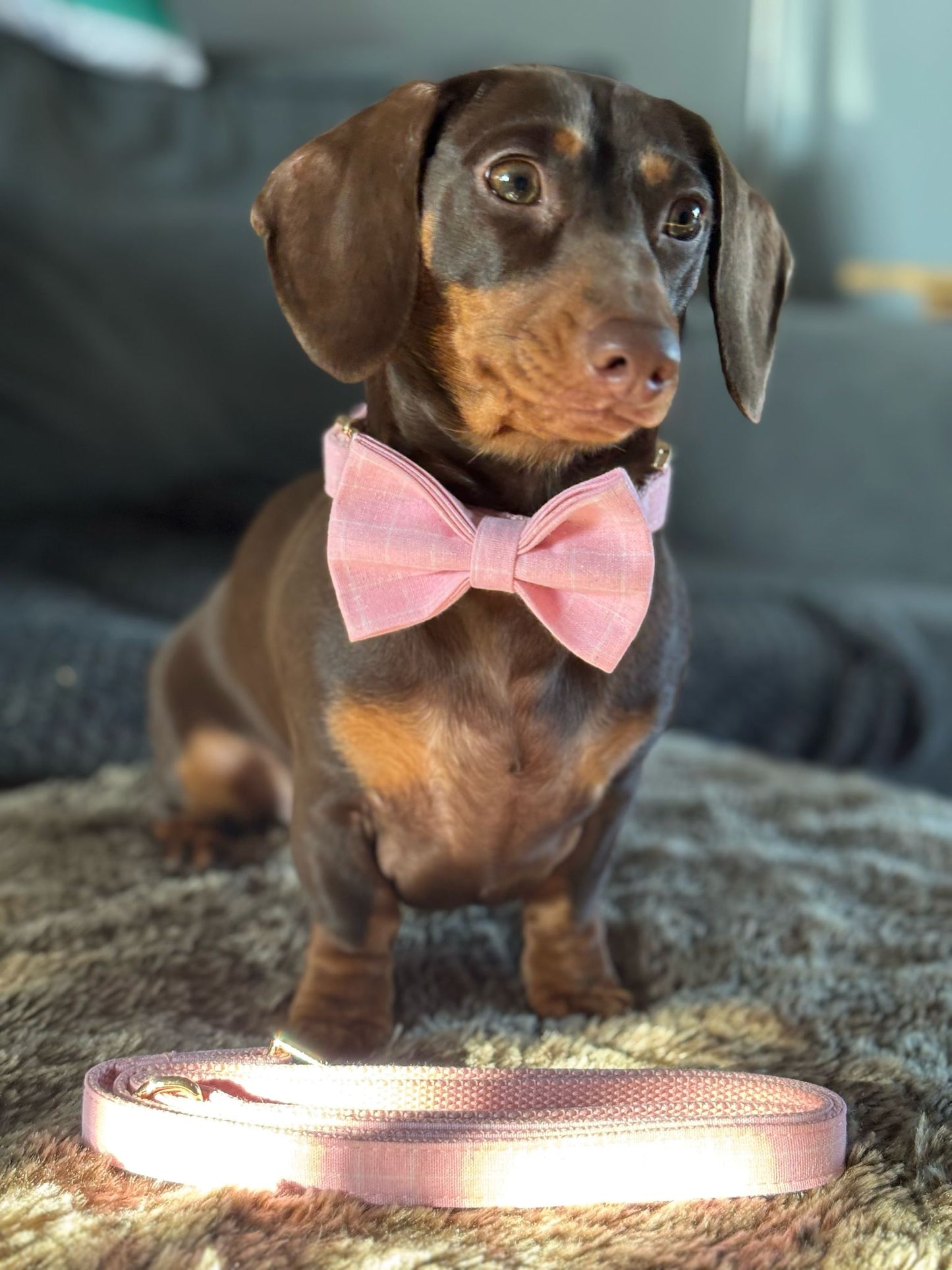 Chequered Collar