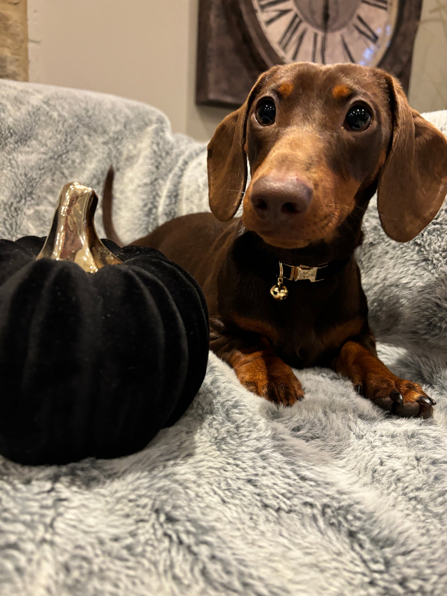 Puppy Velvet Collar