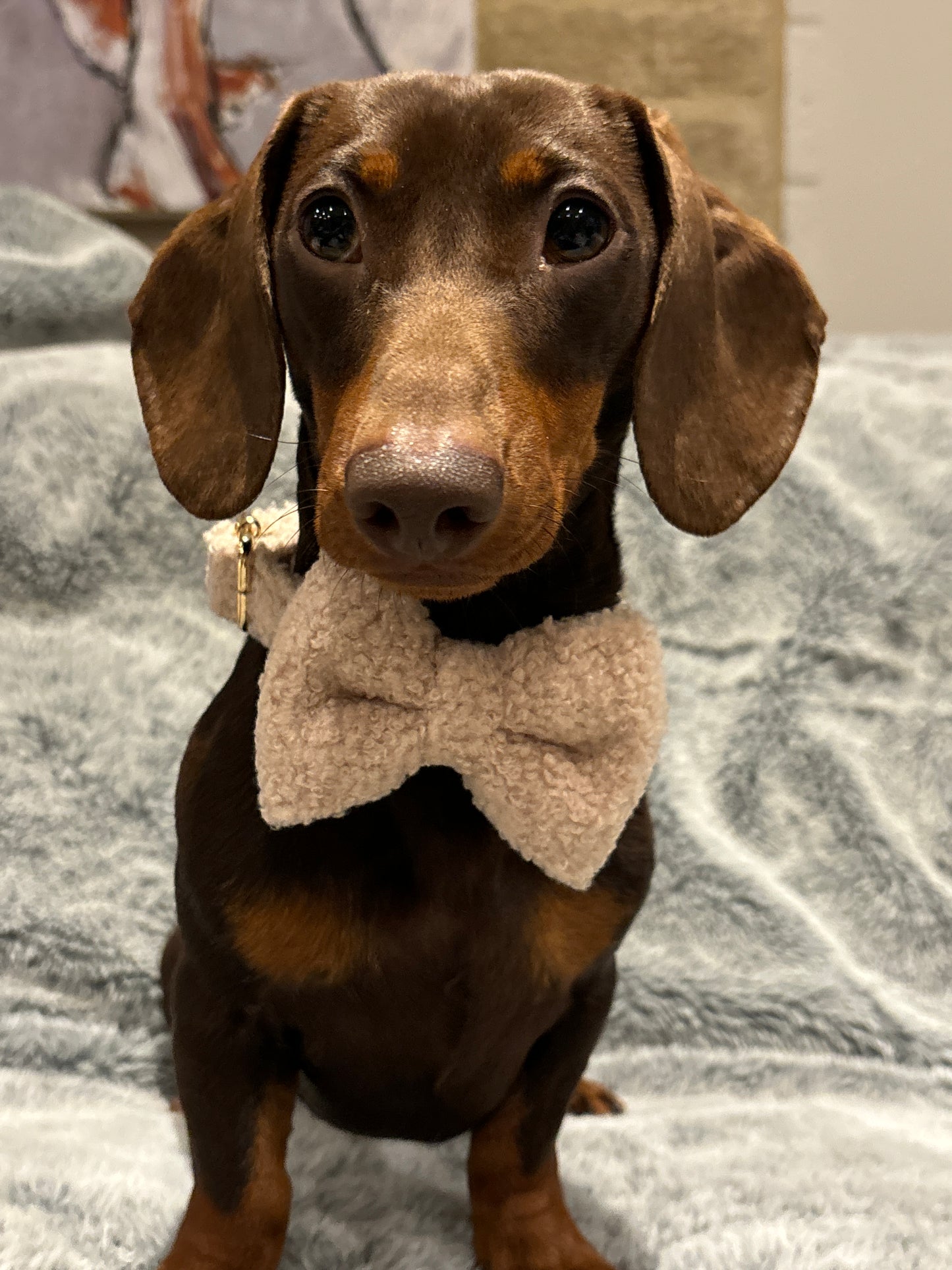 Teddy Bow Tie