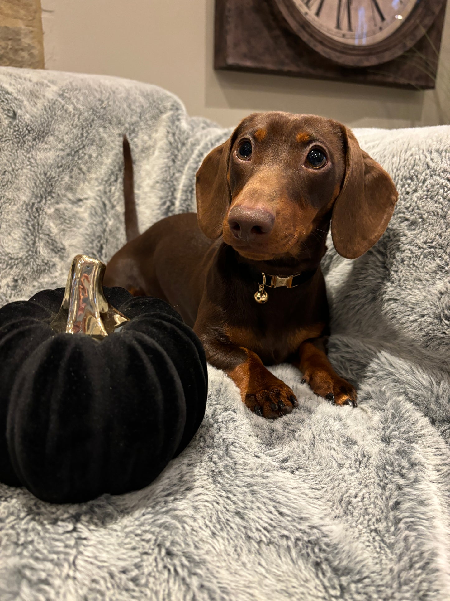 Puppy Velvet Collar