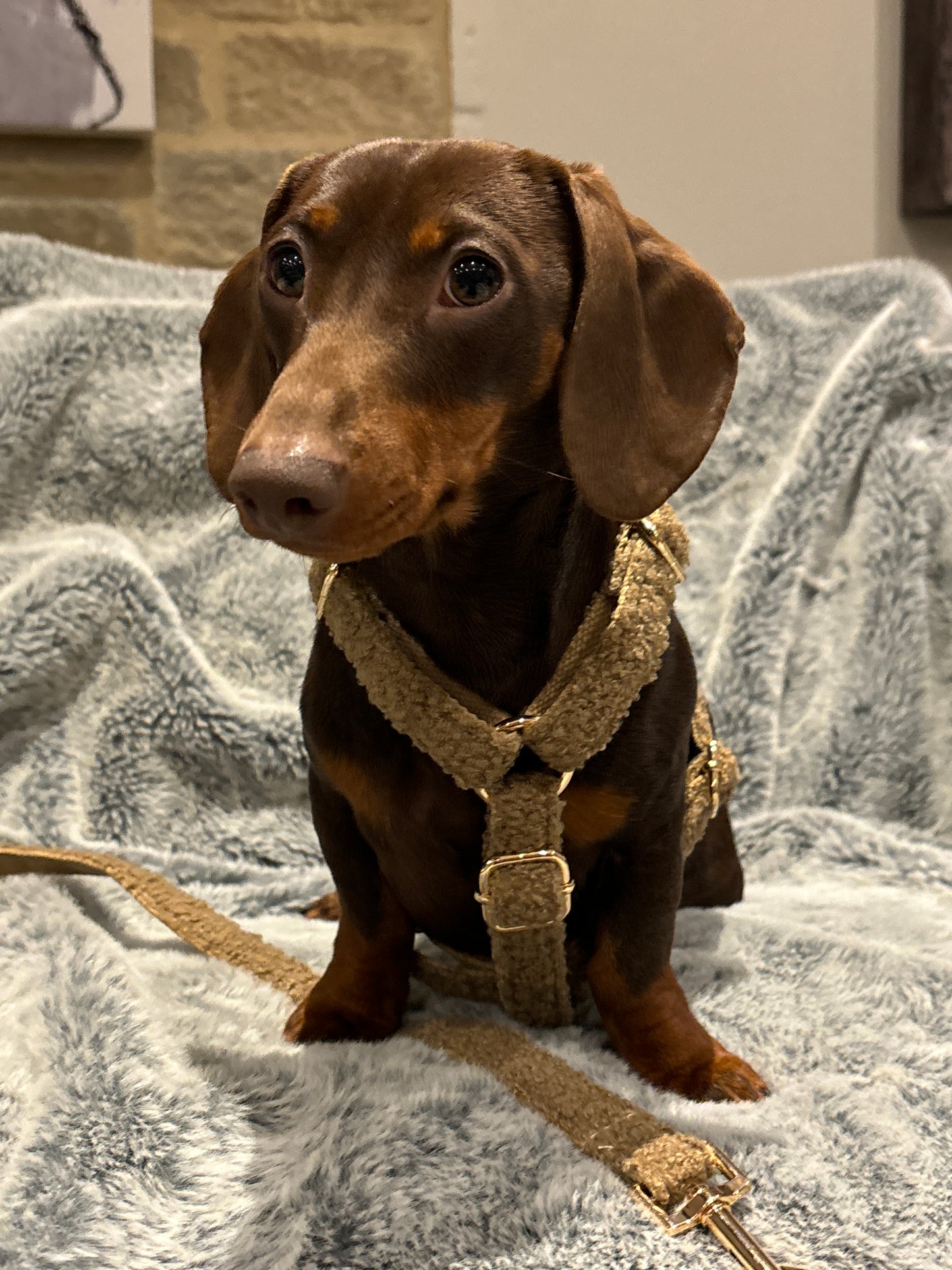 Teddy Harness