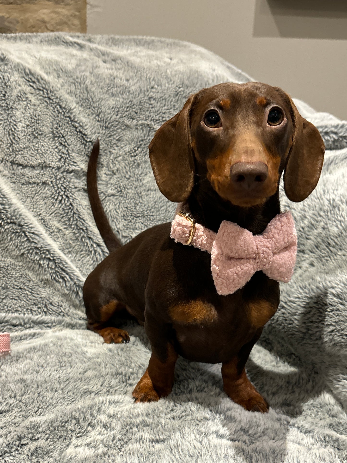 Teddy Bow Tie