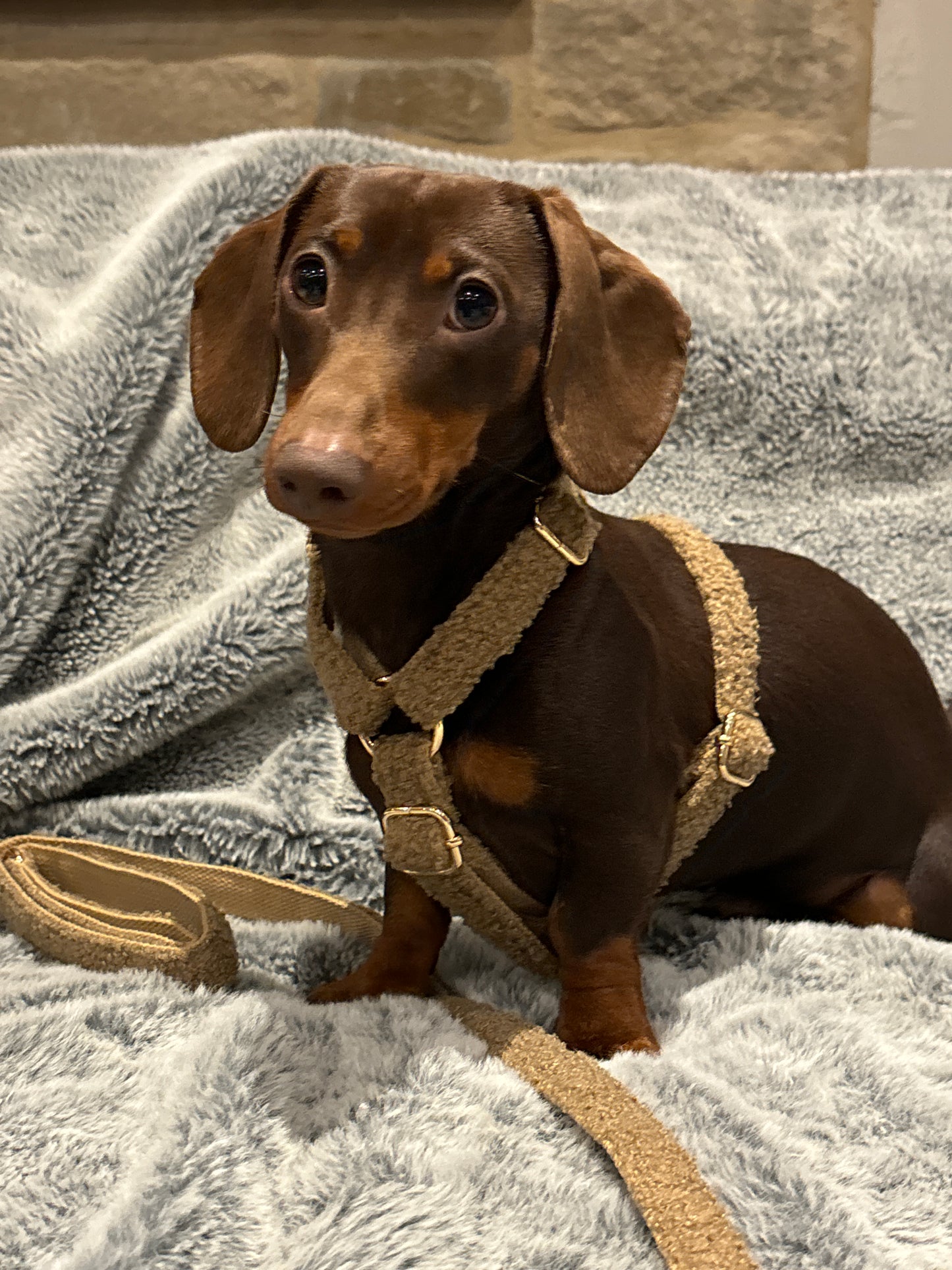 Teddy Harness