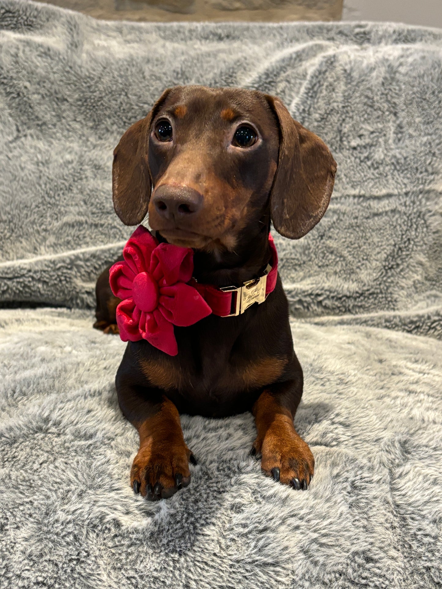 Hearts Velvet Collar