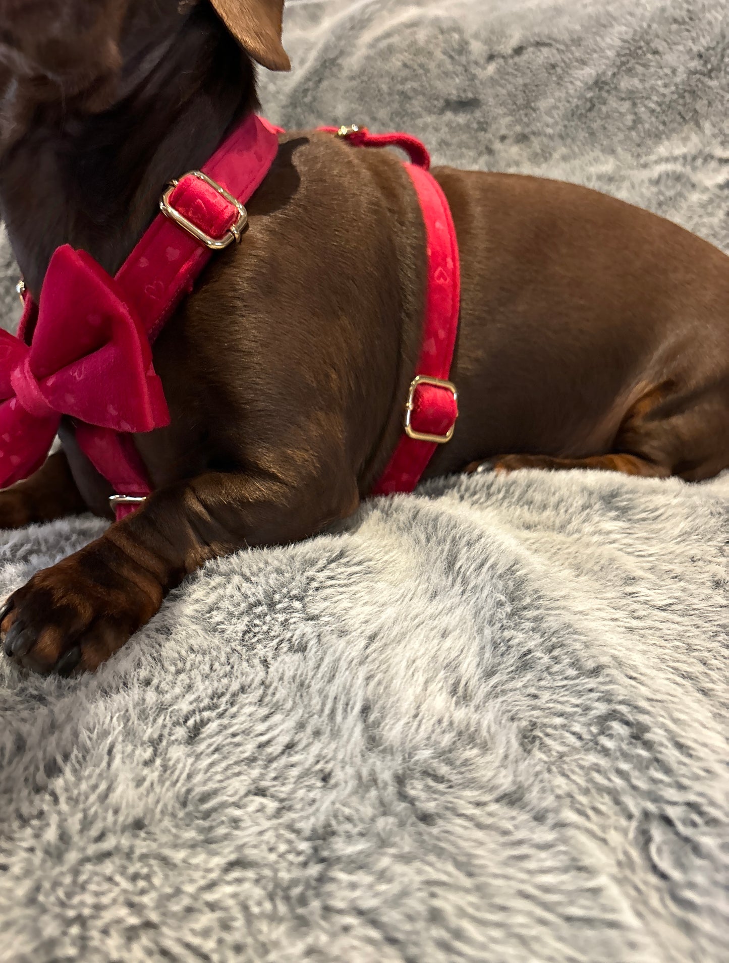 Hearts Velvet Harness