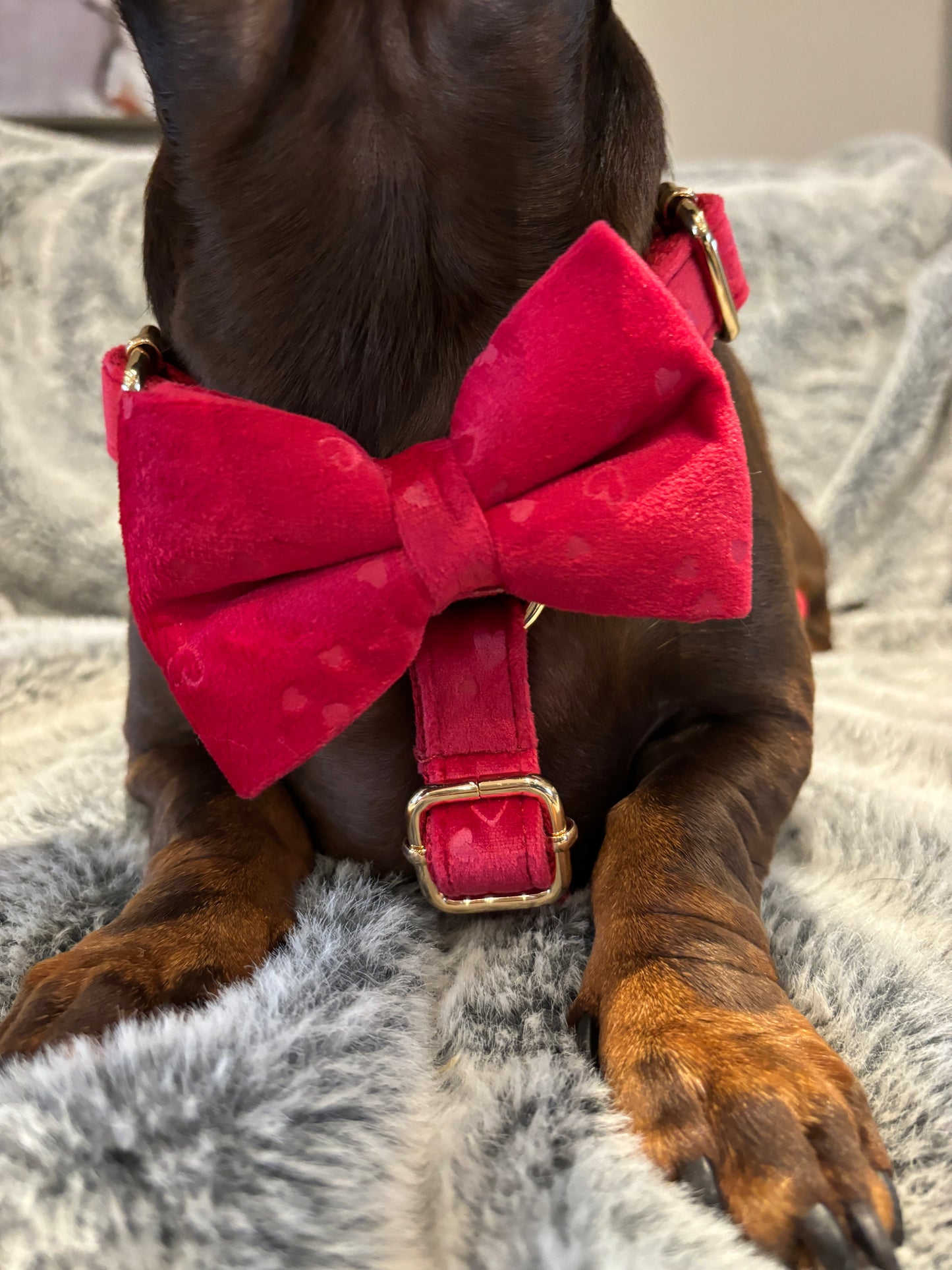 Hearts Velvet Harness