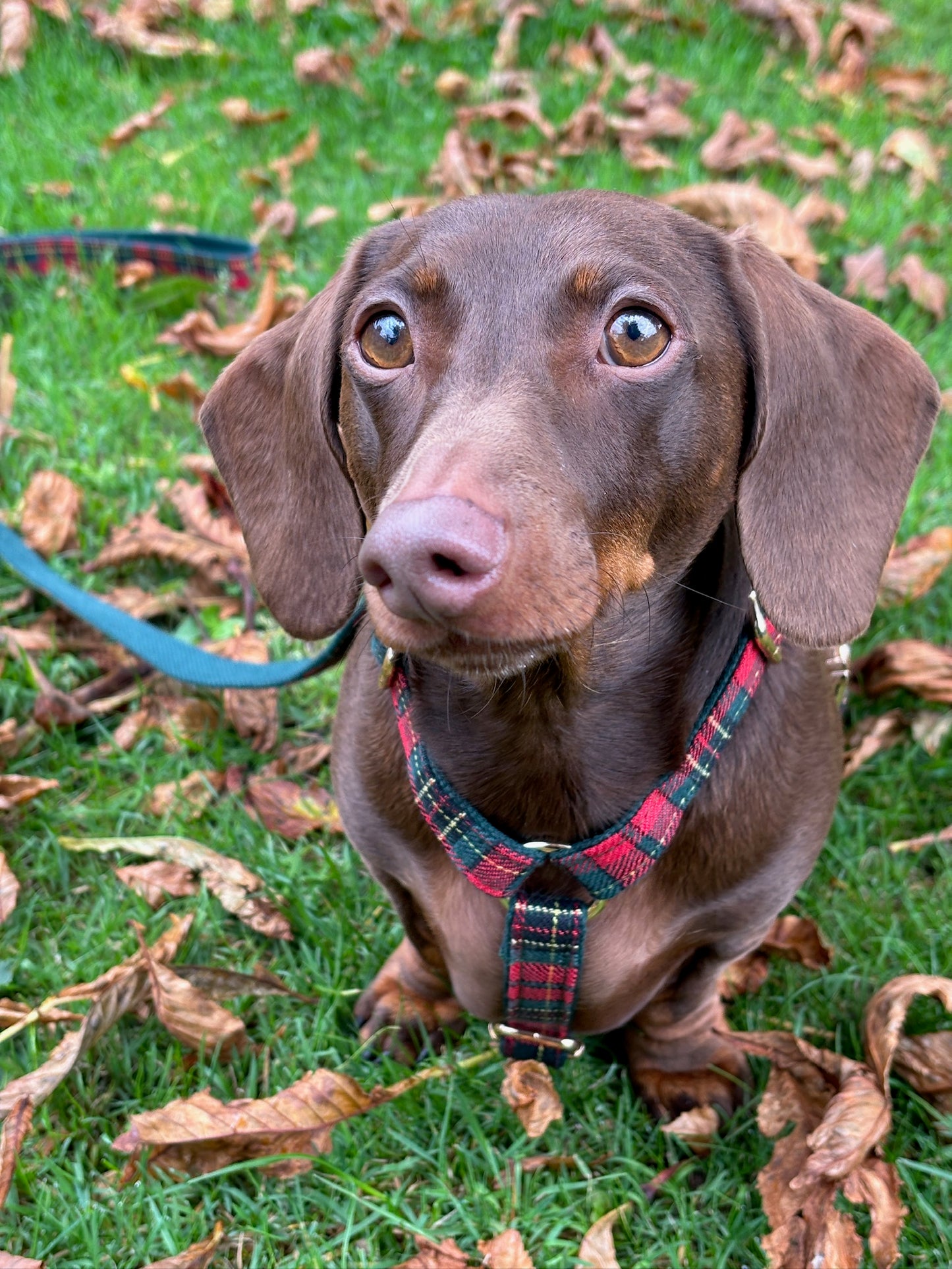 Tartan Harness