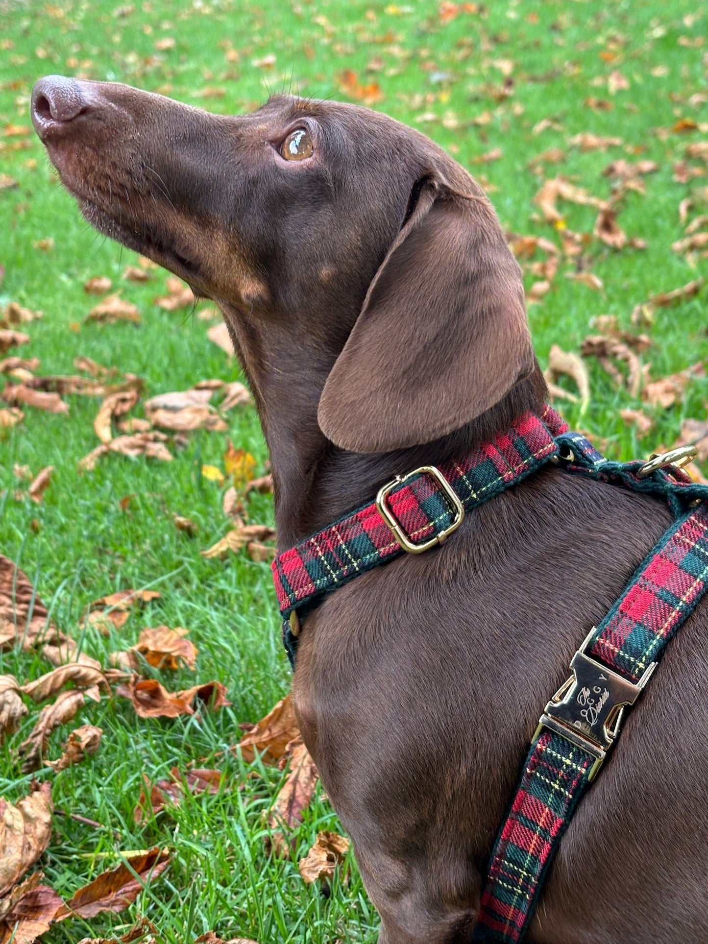 Tartan Harness