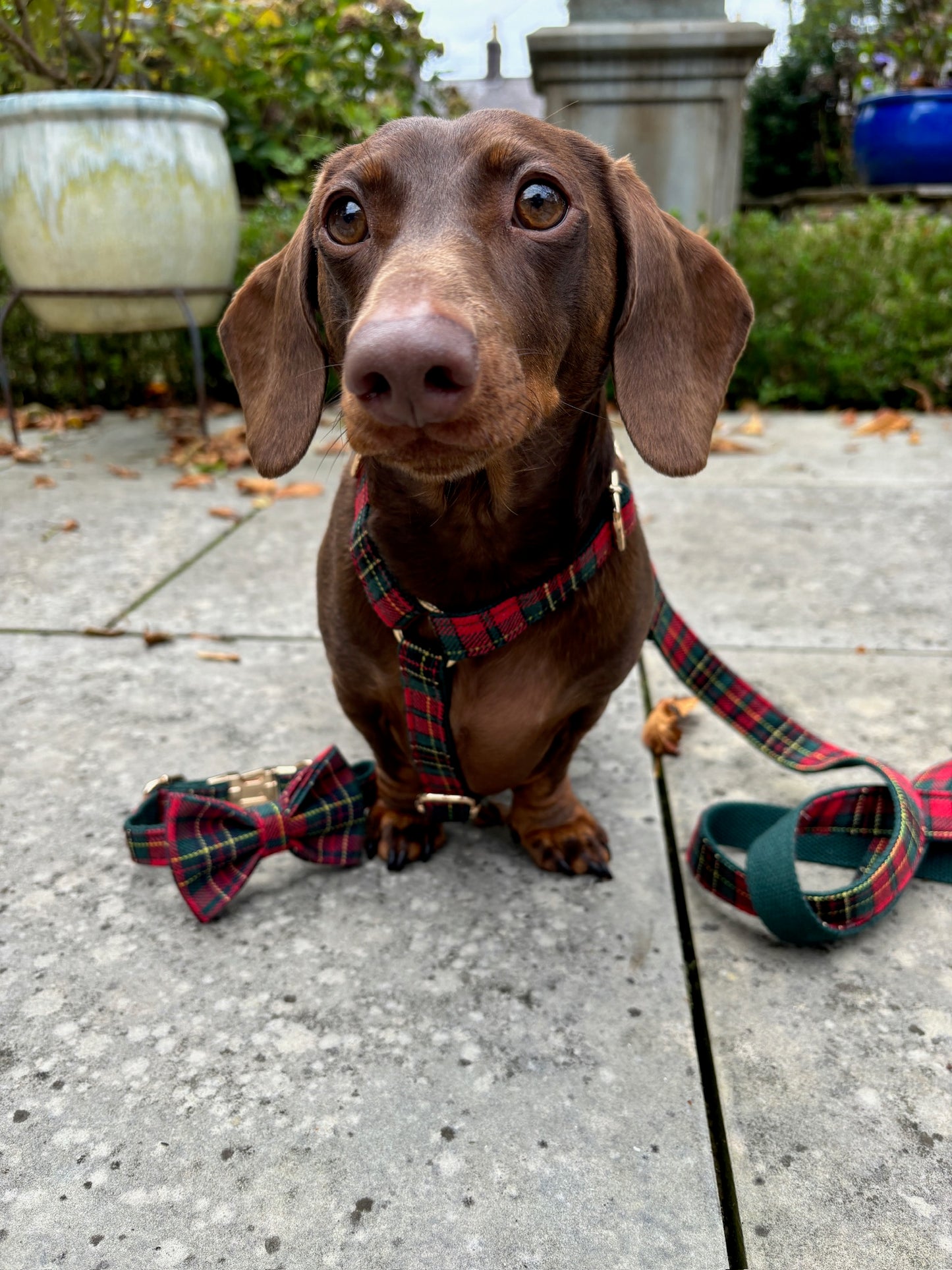 Tartan Harness