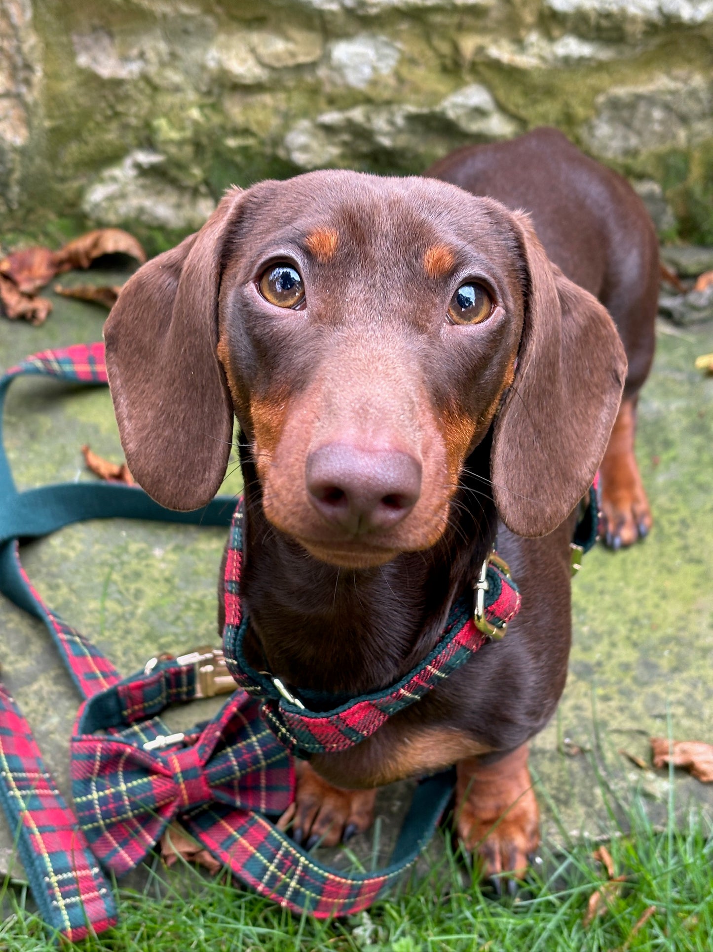 Tartan Harness