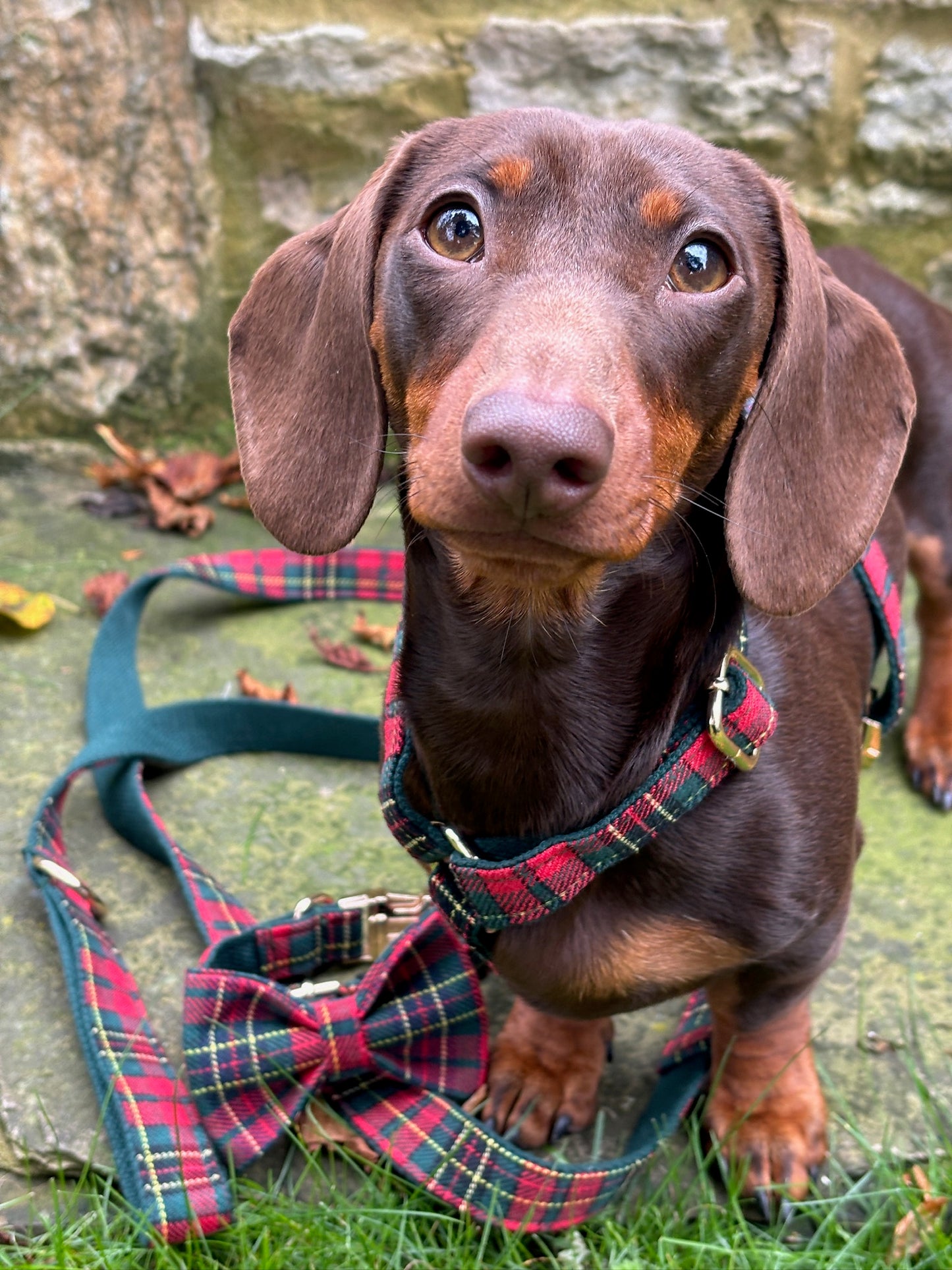 Tartan Harness