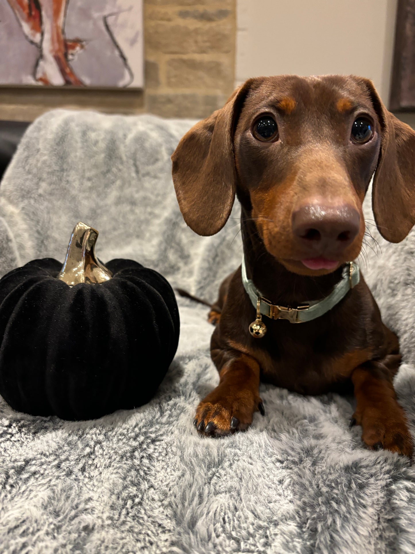 Puppy Velvet Collar