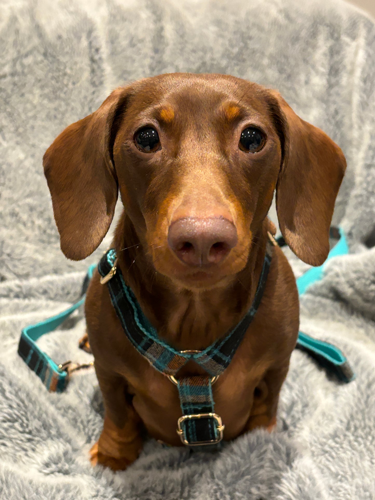 Plaid Harness