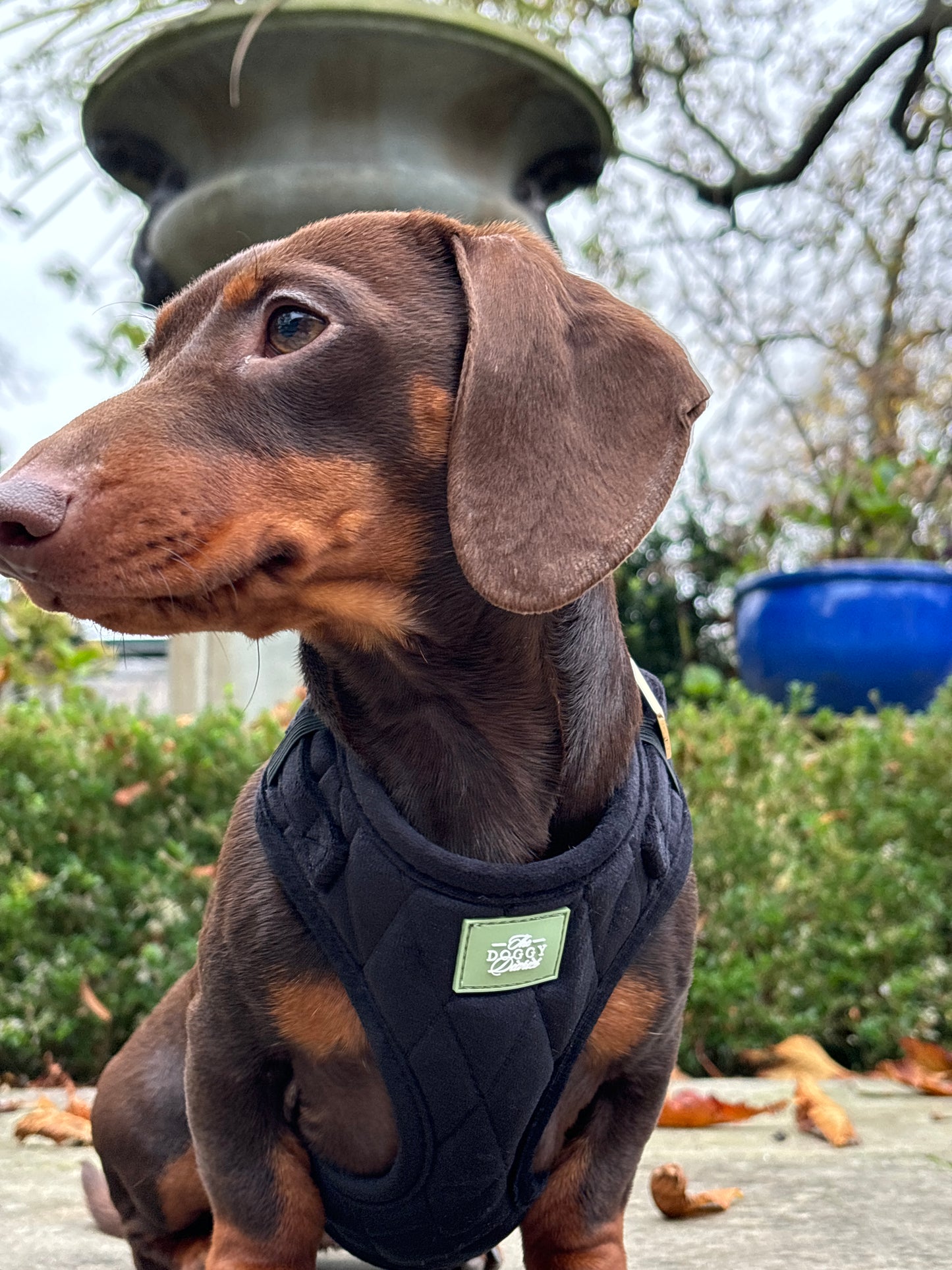 Quilted Velvet Harness