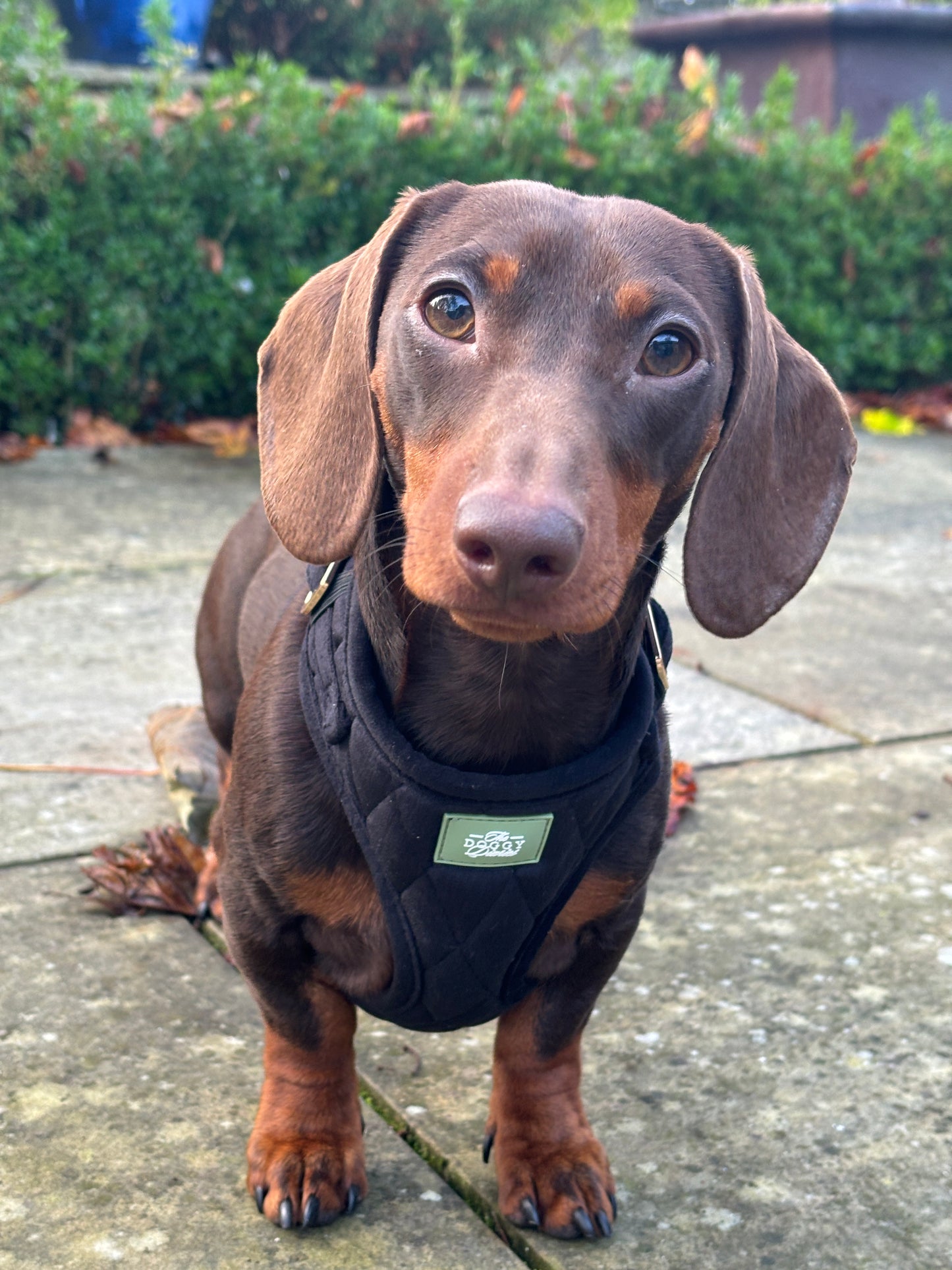 Quilted Velvet Harness